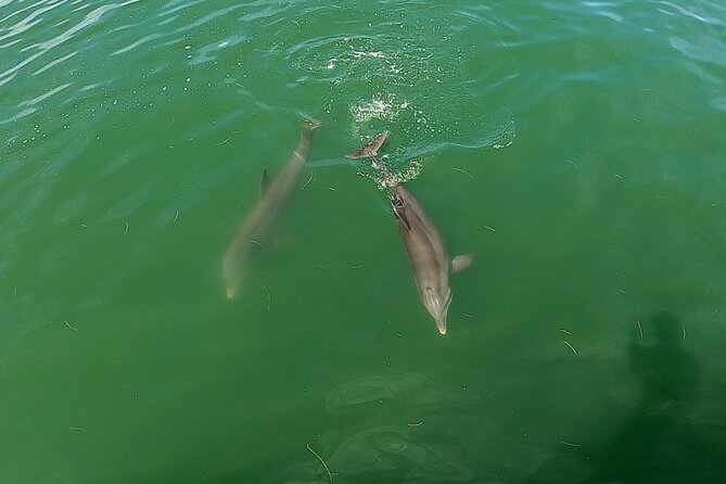 Dolphin Tour in St. Pete Beach - The 40-foot pontoon boat