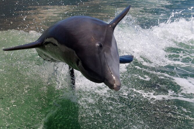 Dolphin Tour in St. Pete Beach - Looking for dolphins, manatees, and rays