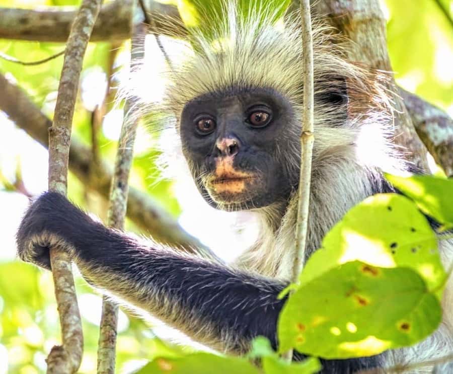 Dolphin Tour, Jozani Forest, Prison Island, Island Pongwe - Five useful things to know before booking