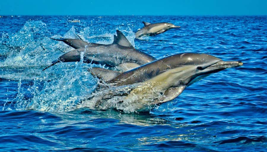 Dolphin Tour, Jozani Forest, Prison Island, Island Pongwe - Kizimkazi Beach and the three-hour dolphin cruise
