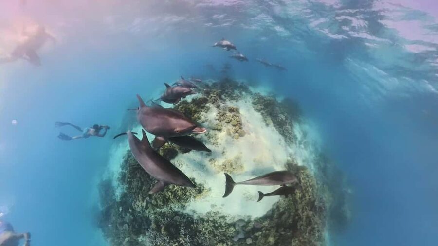 Dolphin Tour with Red Sea Fun. The Best in Hurghada - The dolphin search is the day’s big gamble