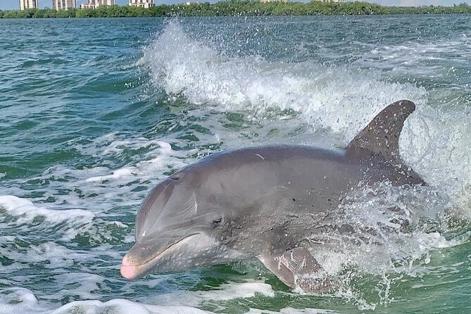 Dolphin Tours - Fort Myers Beach / Naples - Key points to know before booking