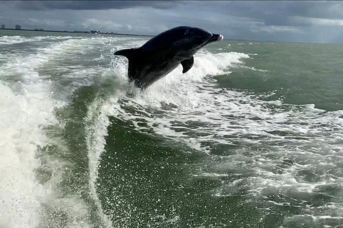 Dolphin Tours - Fort Myers Beach / Naples - A private boat from Lovers Key