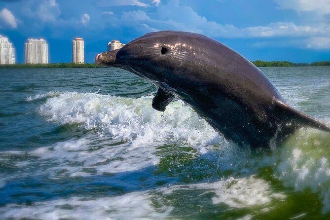 Dolphin Tours - Fort Myers Beach / Naples - Dolphins, manatees, turtles, and birds