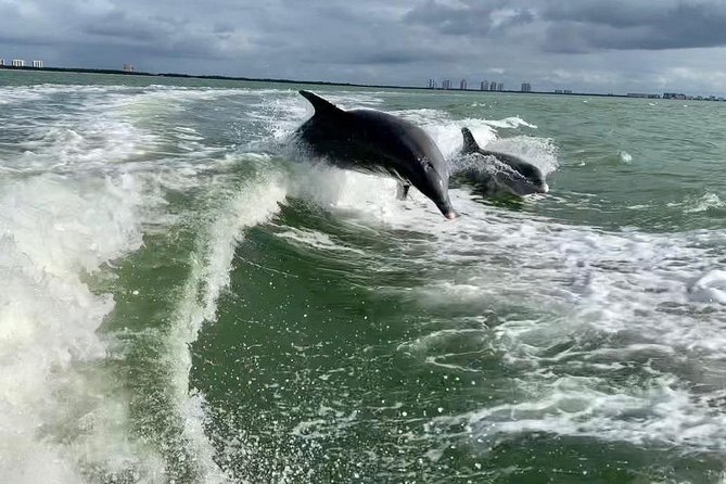 Dolphin Tours - Fort Myers Beach / Naples - Captain Mike makes the difference