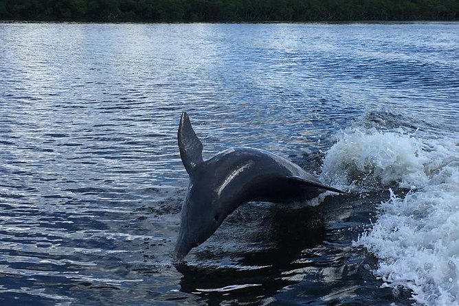 Dolphin Tours - Fort Myers Beach / Naples - Weather, comfort, and practical limits