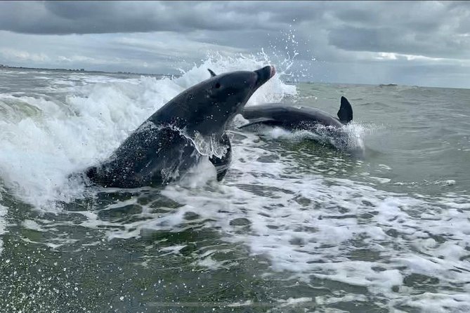 Dolphin Tours - Fort Myers Beach / Naples - Estero Bay and the Gulf of Mexico