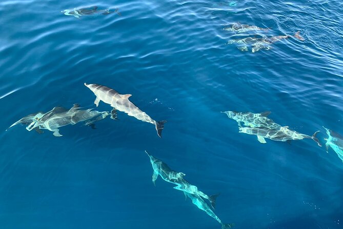 Dolphin Tours in Fuerteventura and snorkeling on the coast - Key points to know before you book
