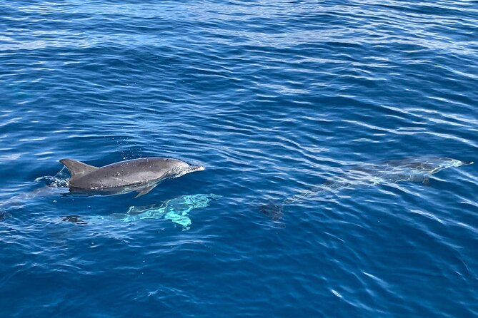 Dolphin Tours in Fuerteventura and snorkeling on the coast - Setting out from Morro Jable