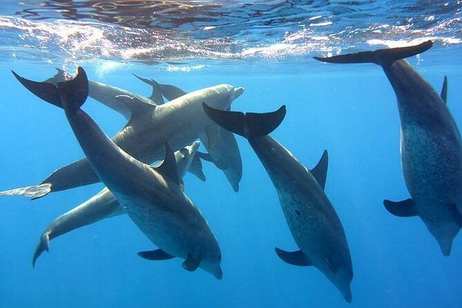 Dolphin trip with private speedboat and snorkeling - Setting out from Hurghada at 8:00 am