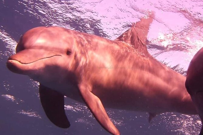 Dolphin trip with private speedboat and snorkeling - What the private boat changes