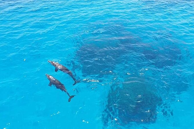 Dolphin trip with private speedboat and snorkeling - Guide service and language support