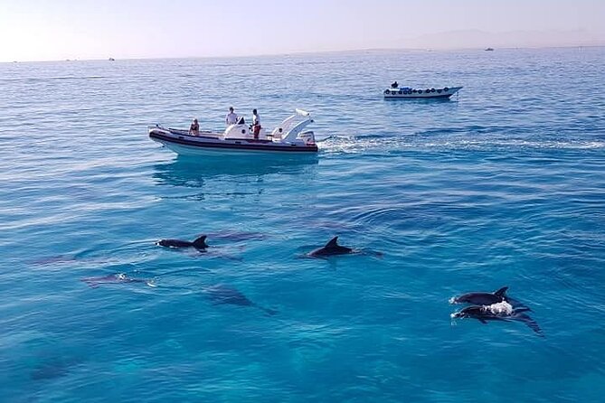 Dolphin trip with private speedboat and snorkeling - Who will enjoy this four-hour outing?