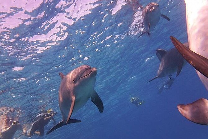 Dolphin trip with private speedboat and snorkeling - Snorkeling over Hurghada’s coral reefs