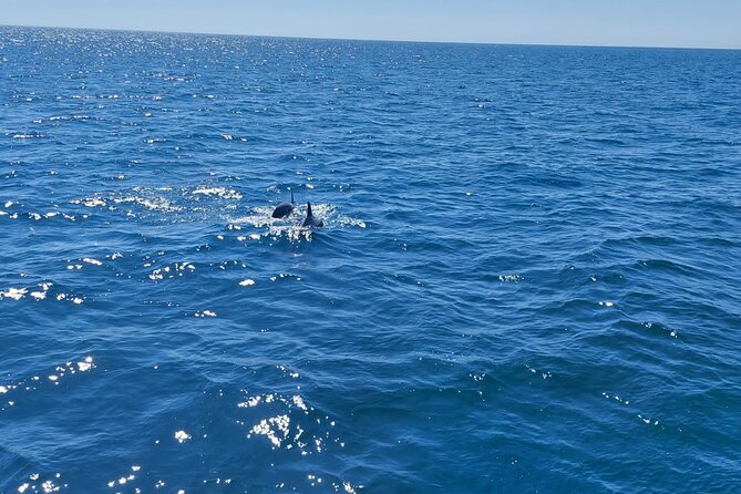 Dolphin trips on a catamaran - Setting out from Estepona Marina
