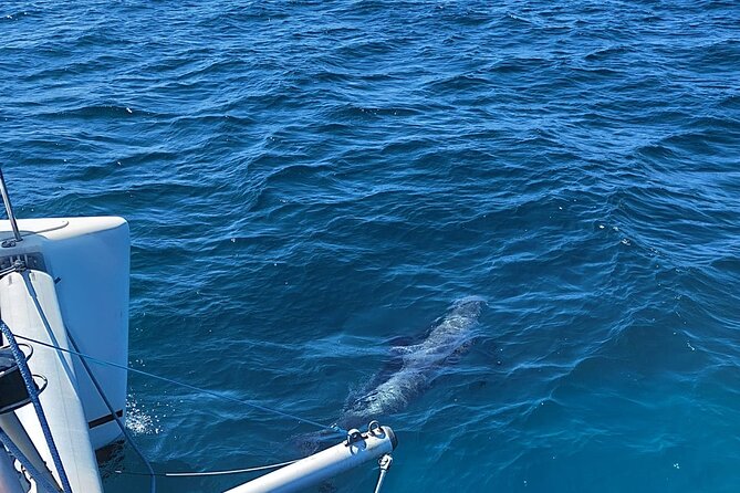 Dolphin trips on a catamaran - The open-water swim
