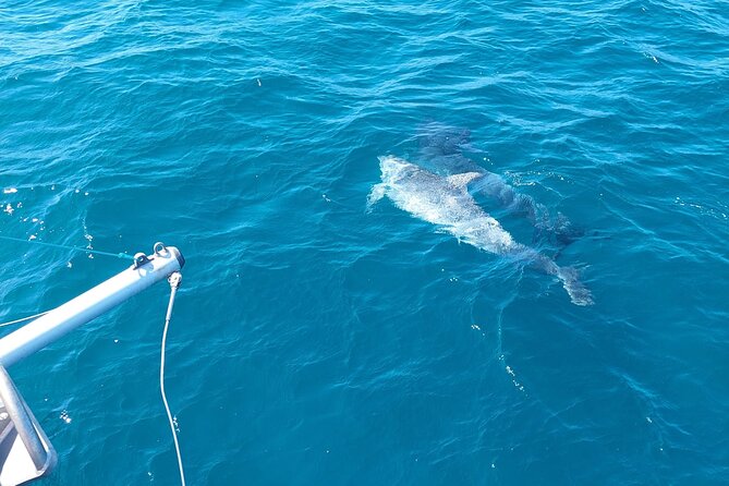 Dolphin trips on a catamaran - Crew service and the family-friendly atmosphere