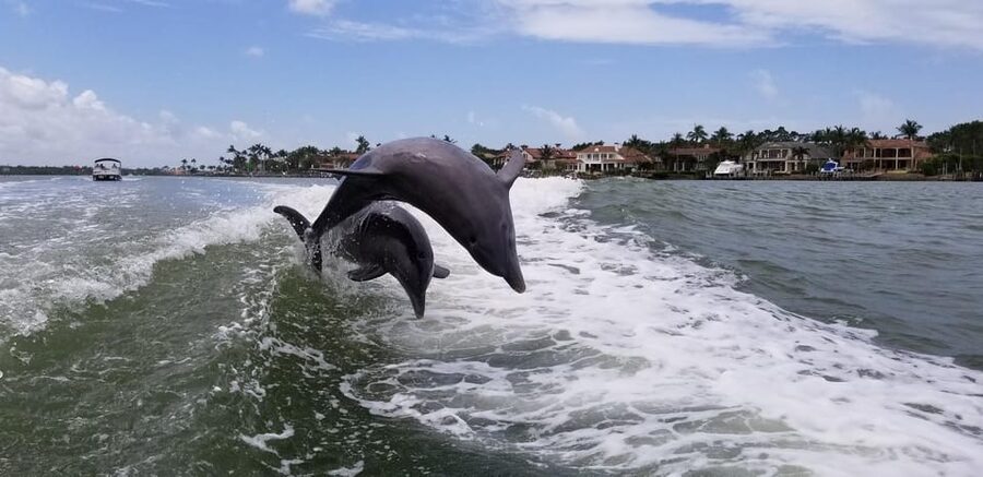 Dolphin Watch/Eco Cruise - Booking flexibility and the final decision