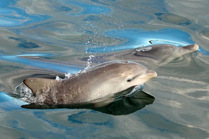 Dolphin Watch + Sailing - Port Stephens - Choosing Between The Dry Bow-Net And Wet Boom-Net