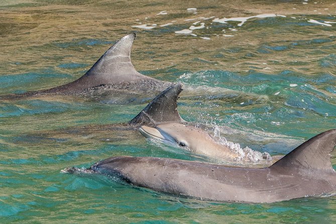Dolphin Watch + Sailing - Port Stephens - When The Sails Go Up