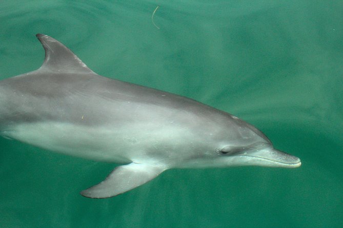 Dolphin Watch + Sailing - Port Stephens - Tea, Coffee, And A Comfortable Pace