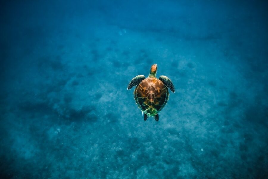 Dolphin Watch Snorkel and BBQ in Kona, Big Island - FAQ