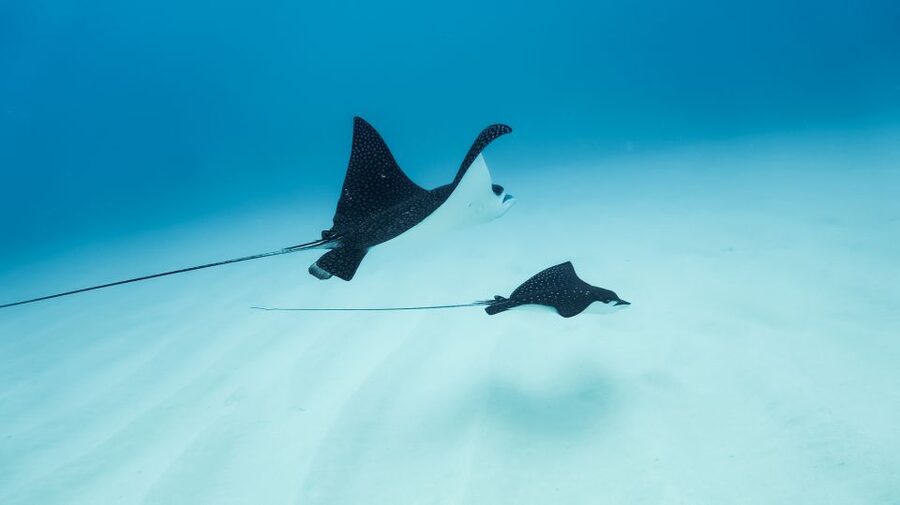 Dolphin Watch Snorkel and BBQ in Kona, Big Island - Two Secluded Snorkel Stops by Boat