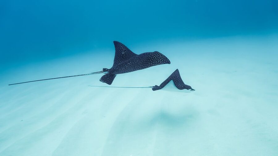 Dolphin Watch Snorkel and BBQ in Kona, Big Island - Turtles, Reef Fish, and the Chance of Dolphins