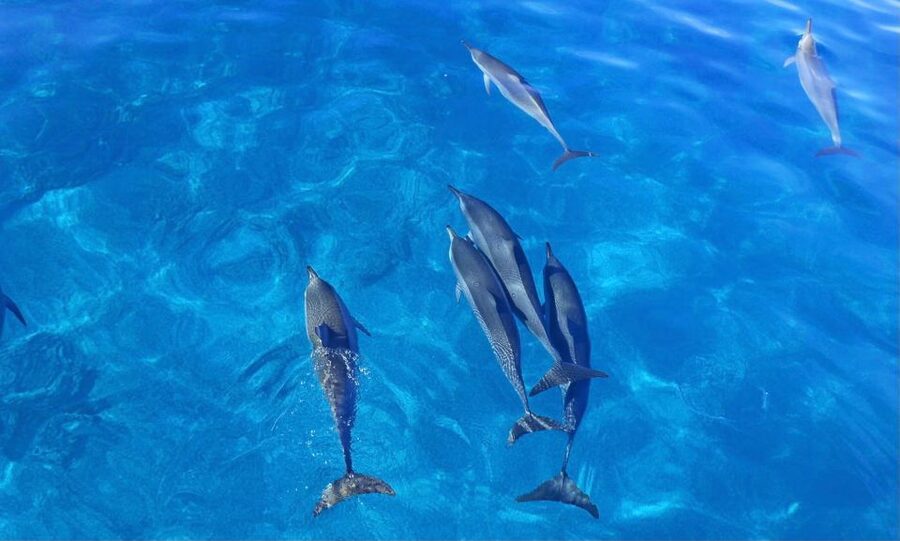 Dolphin Watch Snorkel and BBQ in Kona, Big Island - The Floating Mat and Simple BBQ Lunch