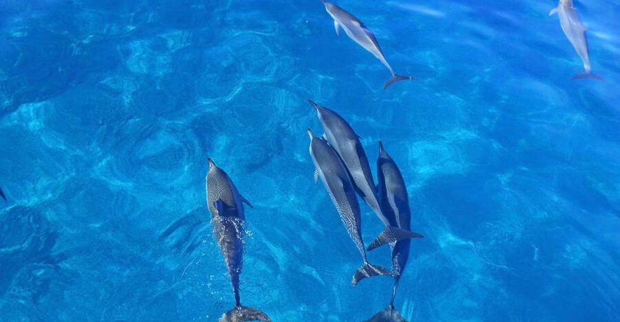 Dolphin Watch Snorkel and BBQ in Kona, Big Island - Is $150 a Fair Price?
