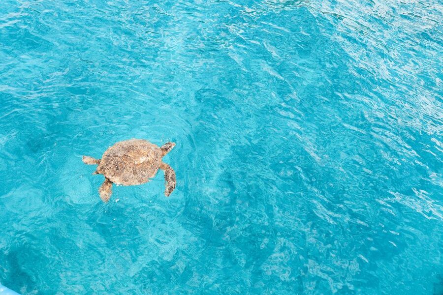 Dolphin Watch Snorkel and BBQ in Kona, Big Island - Should You Book This Kona Snorkel Trip?