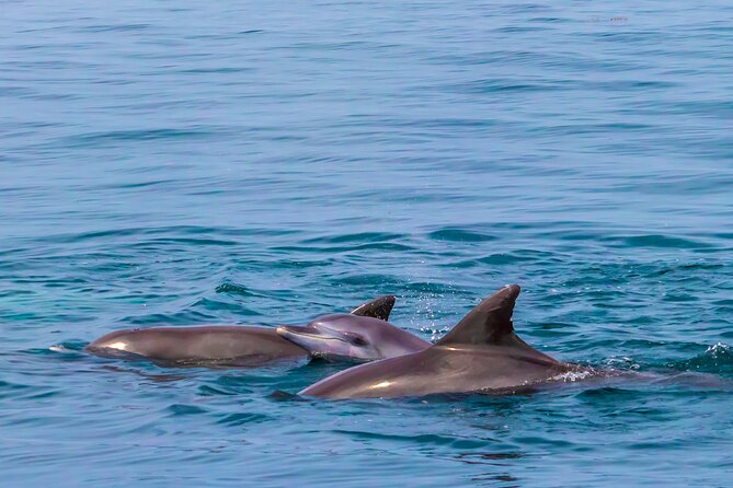 Dolphin Watch & Snorkeling at Kisite Marine Park & Wasini Island - Wasini Island lunch and village life