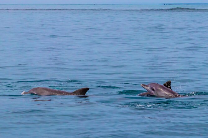 Dolphin Watch & Snorkeling at Kisite Marine Park & Wasini Island - Shimoni’s slave caves and the difficult past