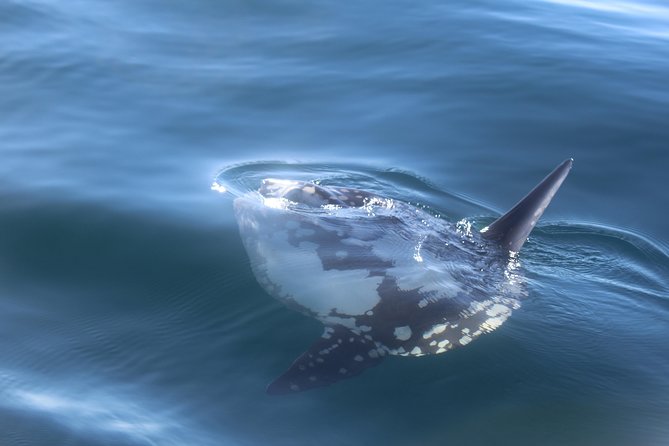 Dolphin Watching + 2 Islands Tour - From Faro - Ilha do Farol: a short look at island life