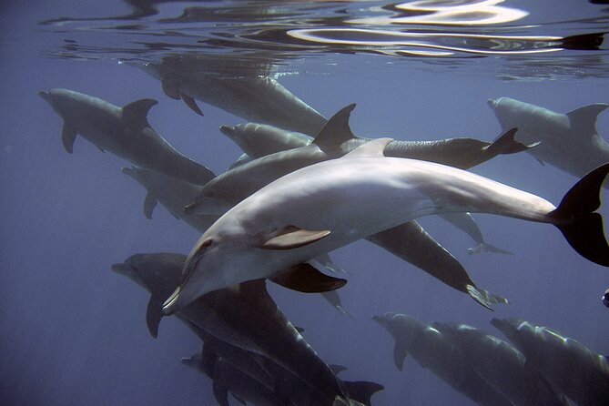 Dolphin Watching + 2 Islands Tour - From Faro - Ilha Deserta and the clear-water swim