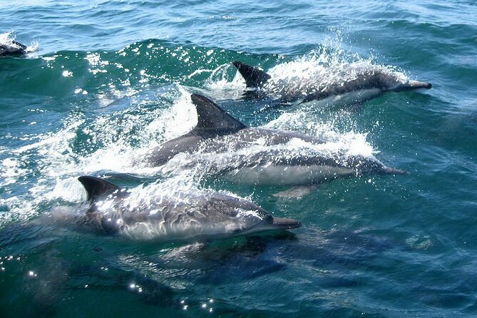 Dolphin Watching + 2 Islands Tour - From Faro - Is $72.59 a fair price?