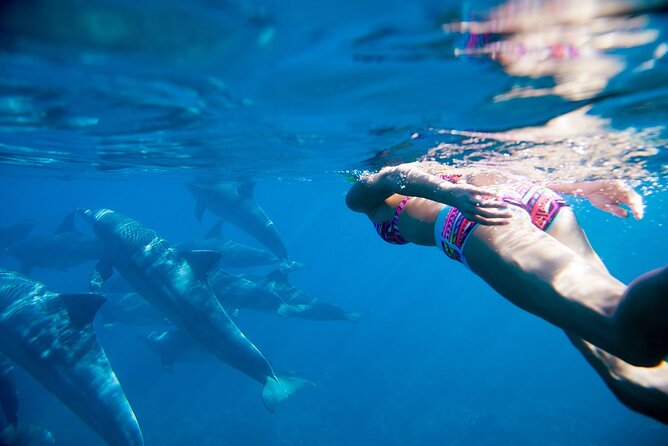 Dolphin watching 7 hours Boat Trip & Snorkelling from Hurghada - What the $11.71 price really covers