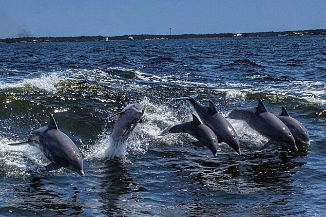 Dolphin Watching aboard the Cold Mil Fleet - Key points to know before you go