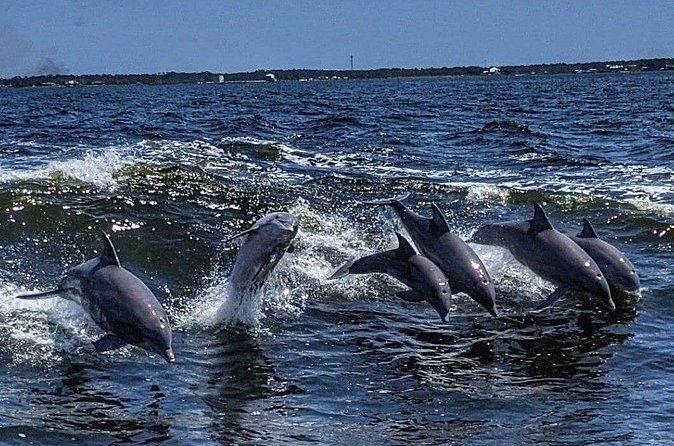 Dolphin Watching aboard the Cold Mil Fleet - The crew, safety, and boat conditions