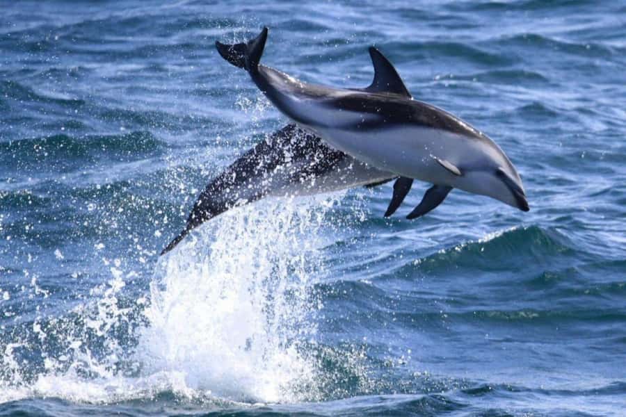 Dolphin Watching Adventure - What makes this boat trip worth considering