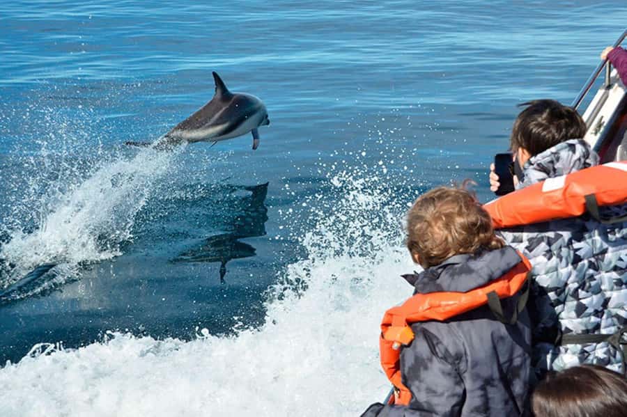Dolphin Watching Adventure - Leaving from the Luis Piedrabuena Pier