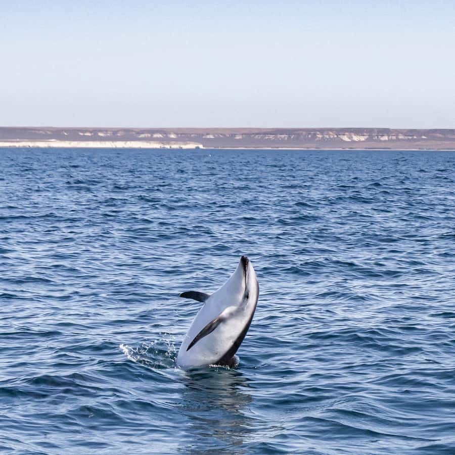 Dolphin Watching Adventure - What to bring for a comfortable ride
