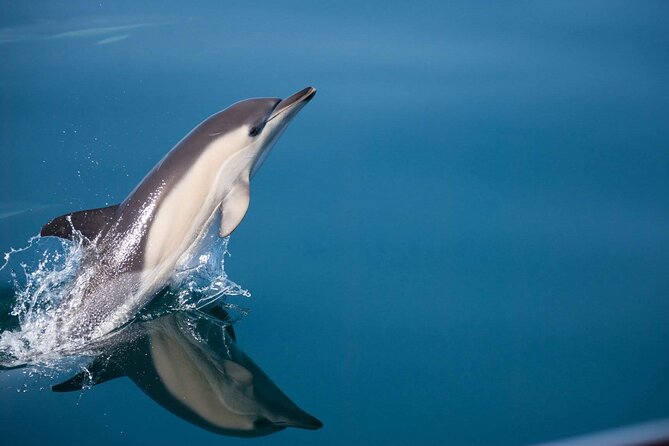 Dolphin Watching Adventure in Estepona Bay - Key Points Before You Sail