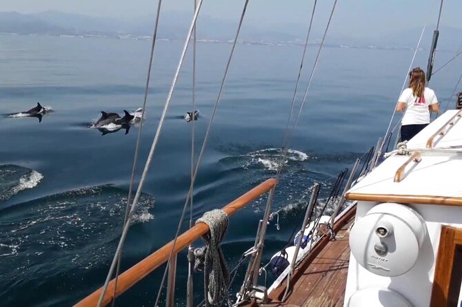 Dolphin Watching Adventure in Estepona Bay - Price and What You Get for $42.33