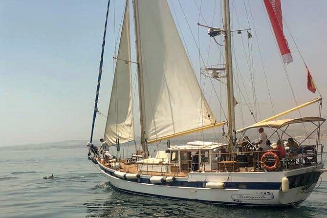 Dolphin Watching Adventure in Estepona Bay - What a Dolphin Sighting Can Be Like