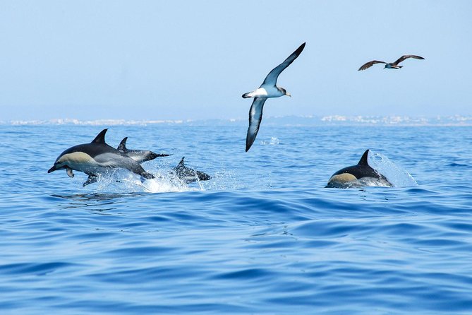 Dolphin Watching and Cave Boat Cruise from Albufeira - Who will enjoy this boat trip most?