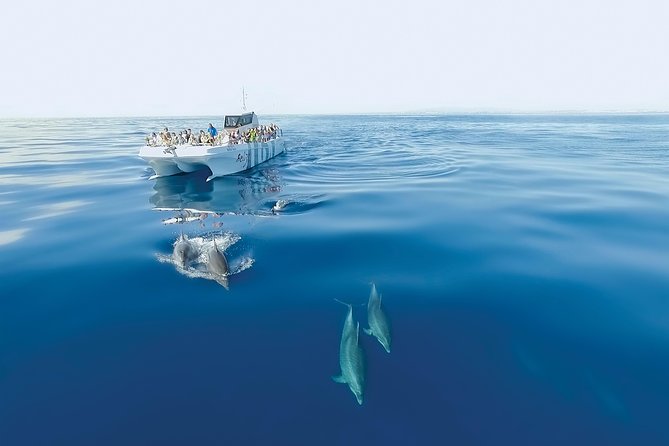 Dolphin Watching and Cave Boat Cruise from Albufeira - Booking, cancellation, and practical details