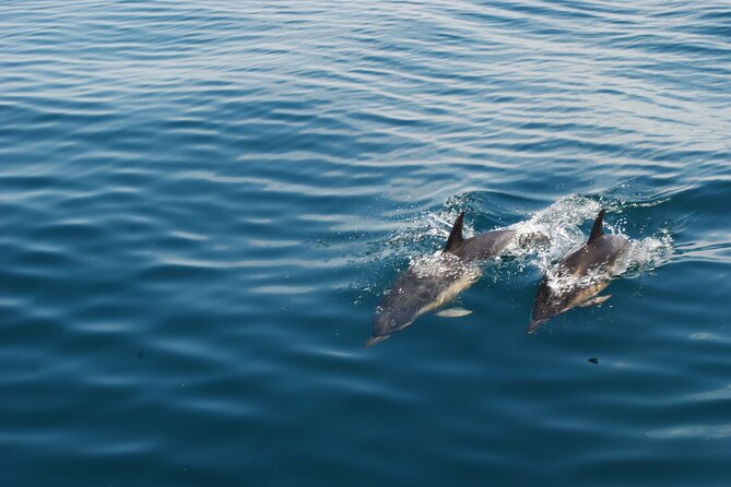 Dolphin Watching and Caves Cruise - The dolphin search is exciting, but never certain