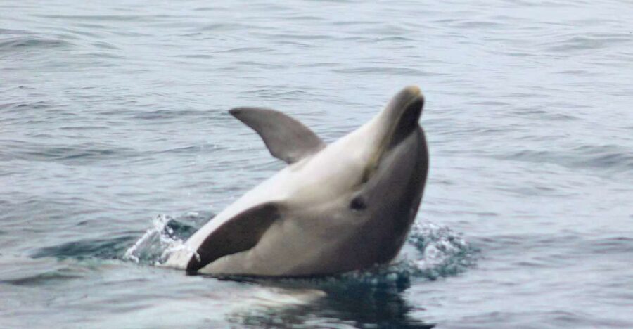 Dolphin Watching and Local Caves - What makes this Algarve boat trip worth considering