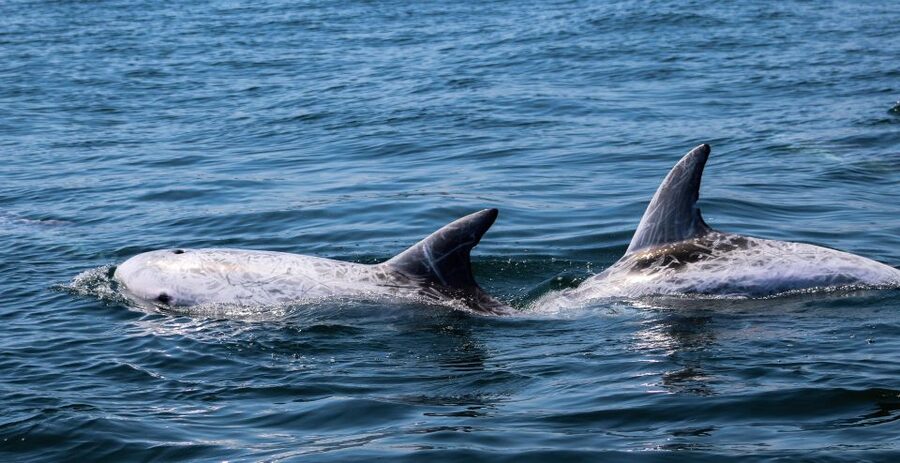 Dolphin Watching and Local Caves - My booking verdict for the Salema dolphin and cave tour